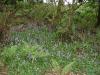 Bluebells in Murragh Cemetery 2_thumb.jpg 2.9K